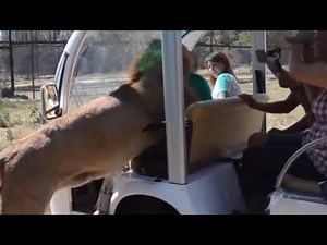 Alex the Lion, What the Hell Are You Doing in My Car?