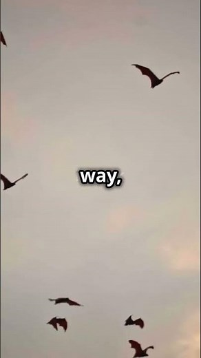 How Bats Use Echolocation Nature's Rada 2024 11 27