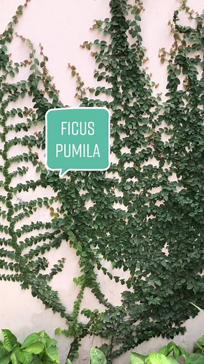 TikTok - Make Your Day