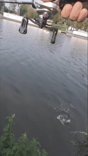 This little pike caught on lures on the river has been feeding