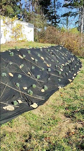 Lavendel richtig ansetzen Lavendel Hang begrünen und mit Vlies vor Unkraut Wuchs schützen