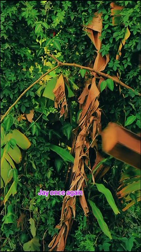 Penzi Linanona: Braces Challenge by Jay Melody