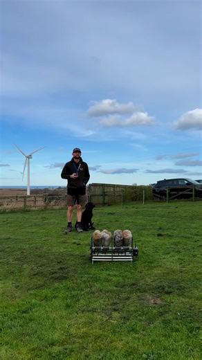 24K views · 518 reactions | Willis … #labradorretriever #chocolatelab #foxredlab #yellowlab #blacklabsquad #training #teampureflax #gundogtrainer #slingleygundogs #pickingupteam #instavideo | Slingley Gundogs | Facebook