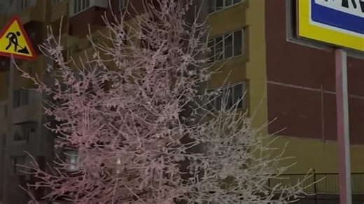 VID_20241223_141539_787.mp4.mov