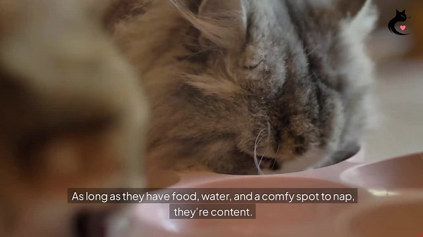 Why Cats Make the Perfect Roommates!