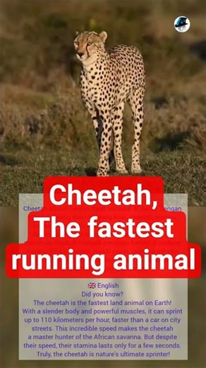 cheetah,the fastest running animal