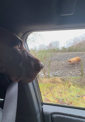 Overcoming Your Fear of Pigs: Insights and Tips