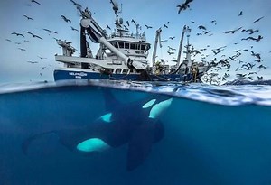 16K views · 698 reactions | Biology Professor Photographs Arctic Whales And His Photos Will Take Your Breath Away Follow The Kakapo | The Amazing Facts | Facebook