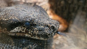 Argentine Boas (Boa constrictor occidentalis) are a sub-species of Boa Contrictor. They can grow in length upwards of 10 feet. Females are typically larger than males, but males have a longer tail. This species inhabits areas of NE Argentina, extending as far as the Parana River in Paraguay. We got a nice close up of our snake friend over at the reptile house, taking note that he is opaque....but of course acknowleding his tongue is out for #niabizootot | Niabi Zoo