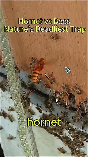 Hornet vs Bees: Nature’s Deadliest Trap
