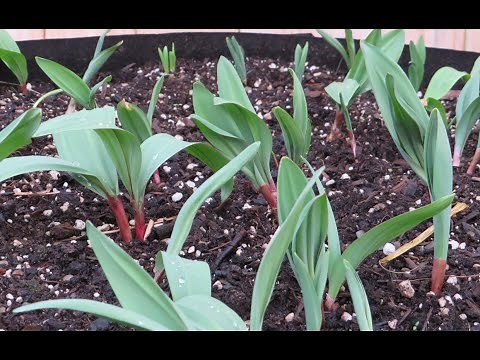 Growing Ramps in Containers (and a few words on sustainability)