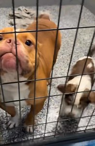 I just personally met some of the new dogs and OMG!!! Come meet the bonded pair! They are the SWEETEST! | Save all Dogs Rescue 501C3 Non Profit