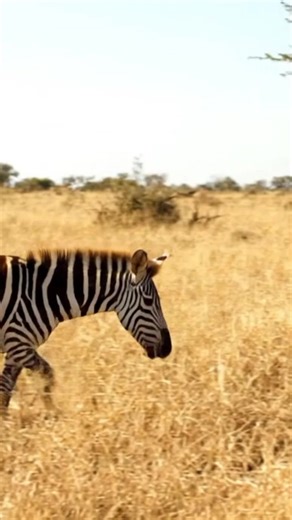 Zebra Secret Handshake Revealed in Africa