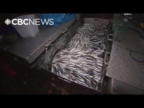 China hits Canada with 25% tariffs on seafood exports