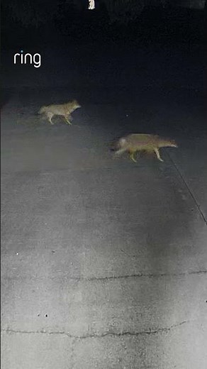 Motion Detected: A family of coyotes. What would you do if you saw this on your Live View?