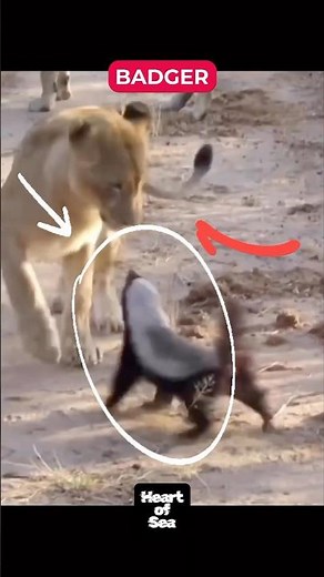 Fearless Honey Badger Hunting Instincts
