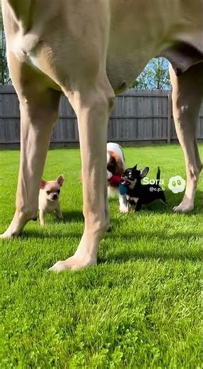 Giant Dog Stops Puppy Fight #doghero #greatdane