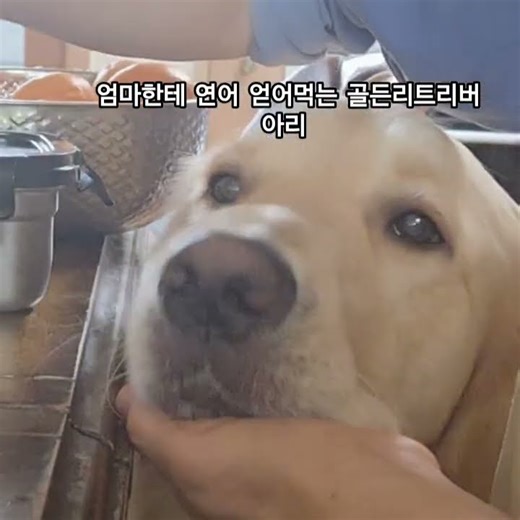 엄마한테 연어먹는 골든리트리버 아리 #강아지 #도그뉴스 #반려견 #애견영상 #고양이 #도그독 #반려동물 #골든리트리버 #goldenretriever #먹방