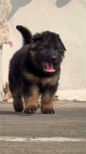 GARMAN SHEPHERD HEAVY BONE 100%LONG COAT MALEPUPPY AVAILABLE