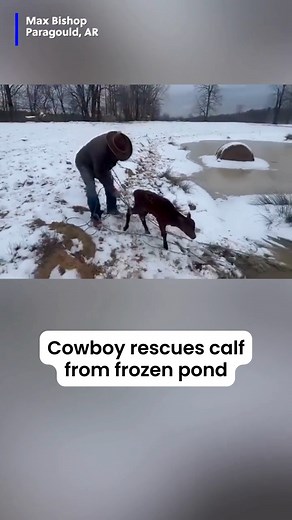 12K views · 184 reactions | Great job! A cowboy jumped into action to help rescue a calf using a lasso from a neighbor's frozen pond. #calf #cow #rescue #cowboy #lasso #arkansas | WBTV News | Facebook