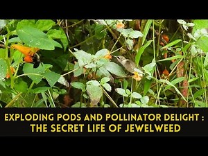 Jewelweed 101: From Bursting Seeds to Pollinator Buffets
