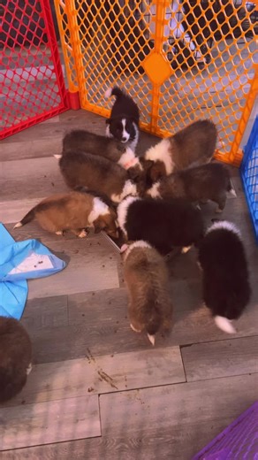 #shelties #sheltie babies #breakfast #chubbypuppies
