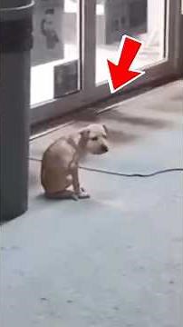 Tiny Puppy Faced Impossible Odds But Never Stopped Inspiring Everyone Around Her