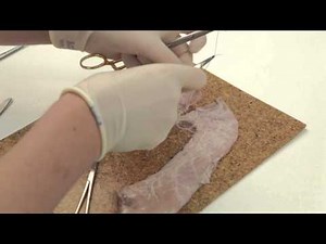 End to end bowel anastomosis (simulation)