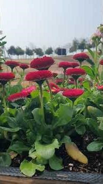 Yeolliji (연리지 )#leechanwon