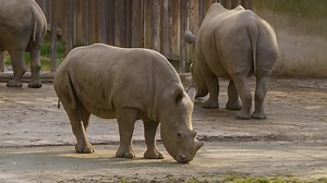 White Rhinoceros – Calm and Natural Behavior