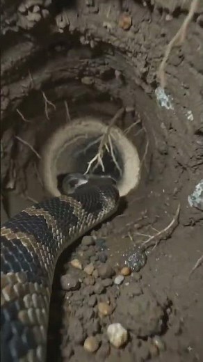 How Snake moves in caves#snake #foryou #cobra #snakebite
