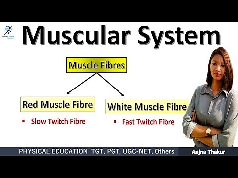 Muscle Fibres | Red Muscle Fibres and White Muscle Fibers
