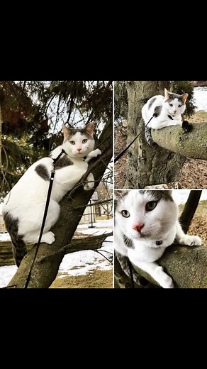 First edit of this boy was embarrassing so I had to redo it. 😂💕 Jaime, thank you for loving him. Max meant so much to me as my first TNR. I think most people who do this can agree that the first one is always the hardest. It’s hard not to get attached. That first one stings, because as scary as it is to trap them, as people, we know this is what’s best for them in the long run. And look how life played out for him!!! Jaime, he won the lottery with you. 💕 hope this re-edit did some justice 😂