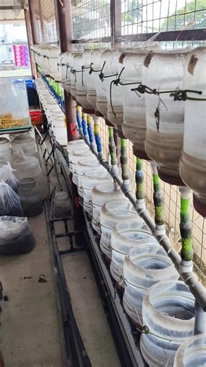 Colour Fish Hub on Instagram: "Betta farming💥💥"