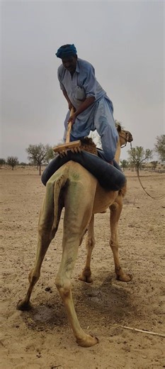 Unexpected Desert Moment – Water Bag Torn on Camel 🐪💥