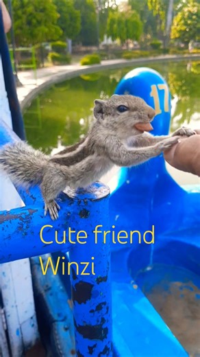 Cute friend winzi 🥰 🐿 #squirrel #sorts @tantraavi