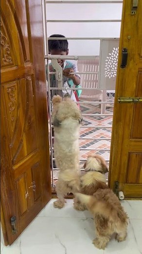 Sandy & Shasha’s Excited Welcome! 🐶💖 Kids Back From School | Cute Shih Tzu Reaction #shihtzu #dog