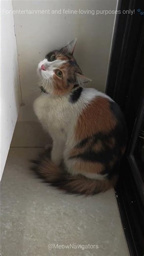 She’s Angry. She’s Cute. Meet Daisy 😾🔥#cat #comedy #funny #shorts #youtubeshorts #shortsfeed