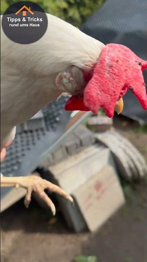 Catching chickens made easy! Simple trick for stress-free catching