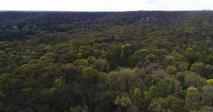 Wide Land Green Coniferous Trees Aerial Stock Footage Video (100% Royalty-free) 1007132782 | Shutterstock