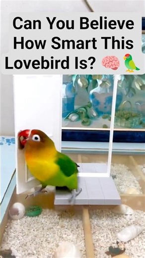 Smart Pico My Clever Lovebird 🧠🔥#SelfGrowth #Mindset #Success #Psychology #Motivation #SelfAwareness