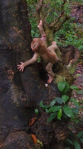 7.2K views · 262 reactions | Baby Lynx very activity | Real Monkey's Life. | Facebook