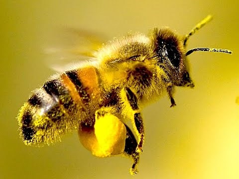 4 Easy Ways You Can Save the Bees