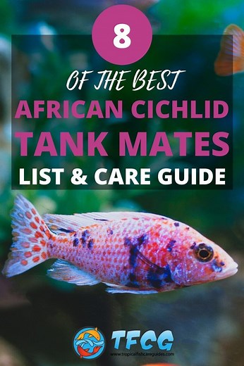 8 Best African Cichlid Tank Mates [BIG List & Care Guide]