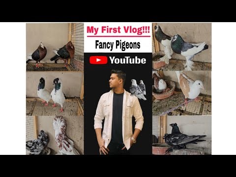 😍First Vlog || Fancy Pigeon Video Mumbai || kabutar ki video #trending #fancypigeon #kabootar #viral