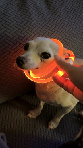 399K views · 12K reactions | The second the patio door opens, the senior dogs turn into puppies  In this week's episode of Ultimate Pet Routine, Lisa tells us how each dog at the "rave" gets a different color LED collar, and how even the most mellow senior dogs get SO excited! It’s Senior Dog Month, we’re celebrating all the golden oldies who still know how to party 睊 Join the party with Lisa and All the Foster Pups on Instagram: thedo.do/allthefosterpups. | The Dodo | Facebook