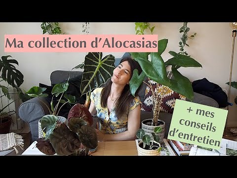 L' Alocasia : Entretien & Collection personnelle