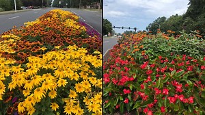 You see her out taking care of the town's flowers. Now Jenifer Lucas has shared with us some of the beautiful flowers around town! Enjoy! | Town of Blacksburg Government