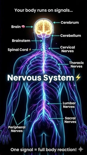 Your Brain Controls Everything ⚡ Nervous System Explained in 30 Sec