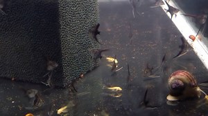 4.5 week old Halfblack Angelfish that are just now "turning" halfblack. The earliest I've seen this is 20 days after free-swimming. A sign of a good halfblack line is one that "turns" early. We won't sell these for another 3-4 weeks. | Angels Plus